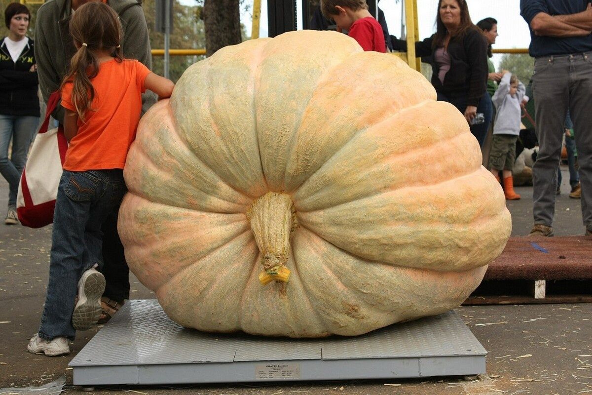 Гигантские тыквы и как они достигают таких размеров