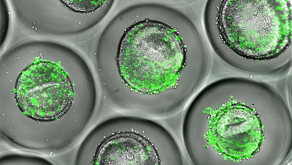 Как передовая модель печени на чипе меняет взгляды на безопасность лекарств