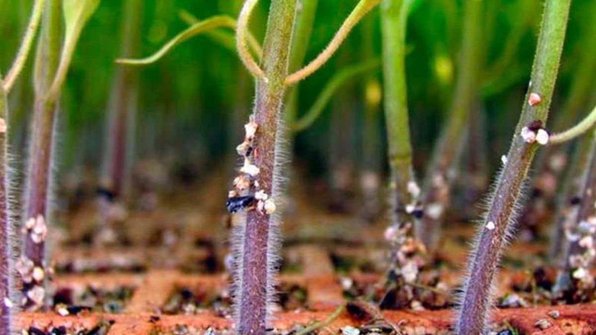 ������ ��� �������: ������������ ������� ������ � ������ ������