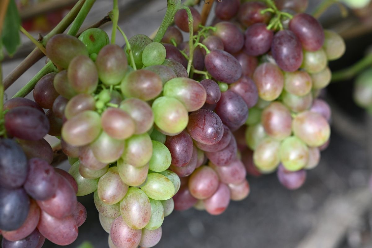Как сохранить виноград свежим до праздников: интересные методы