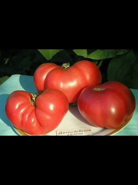 Томат Демидовские лапти: крупноплодный розово-малиновый сорт с устойчивым характером