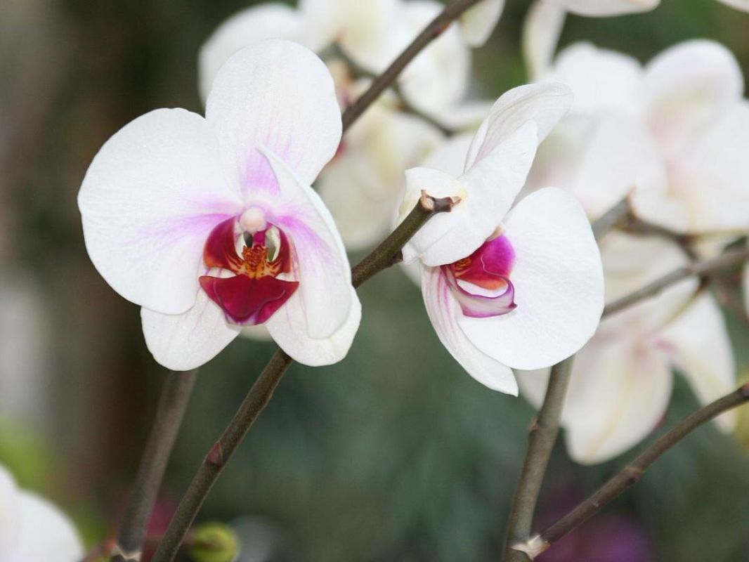Почему орхидеи страдают в городских условиях?
