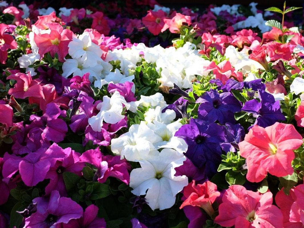 ������� � ������� ���: ������� ���������� �������� � ������ ��������