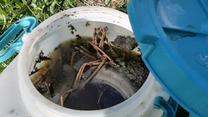 Как зеленое удобрение стало причиной потери урожая огурцов и кабачков