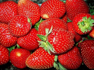 Тайны урожайной клубники: 3 секрета, о которых стоит знать