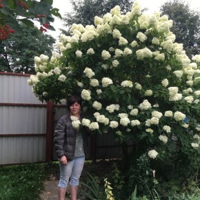 Гортензия метельчатая: красота, которая не требует усилий