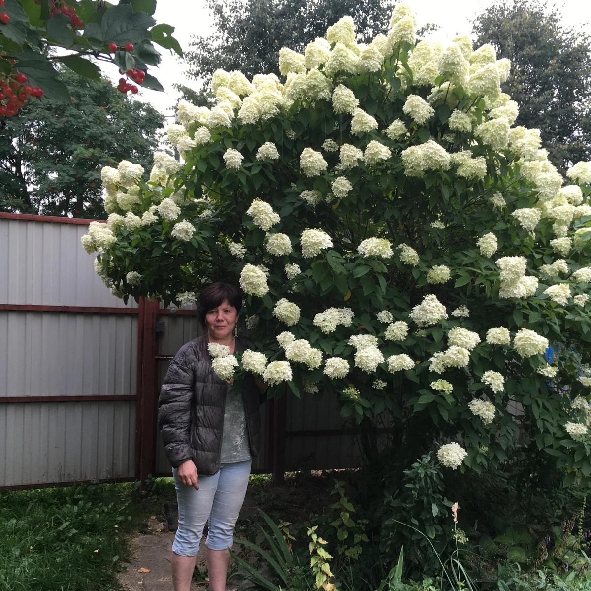 Гортензия метельчатая: красота, которая не требует усилий