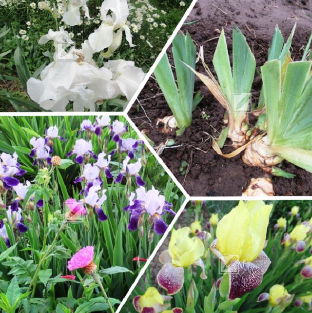 ��� ����������� ����� � ����: ������ ����������