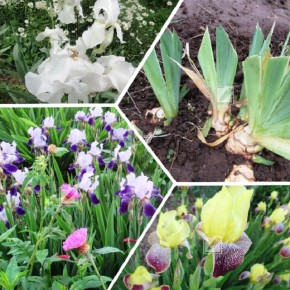 ��� ����������� ����� � ����: ������ ����������