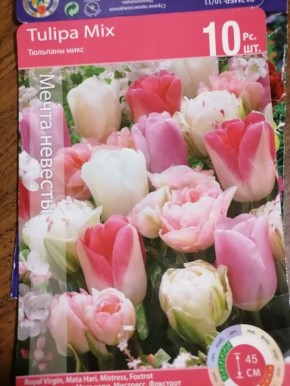 Шаги к успешному выращиванию тюльпанов: от посадки до ухода