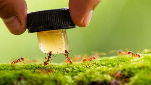 ��� ���������� �� �������� ��� ���������: ��� �������� �������