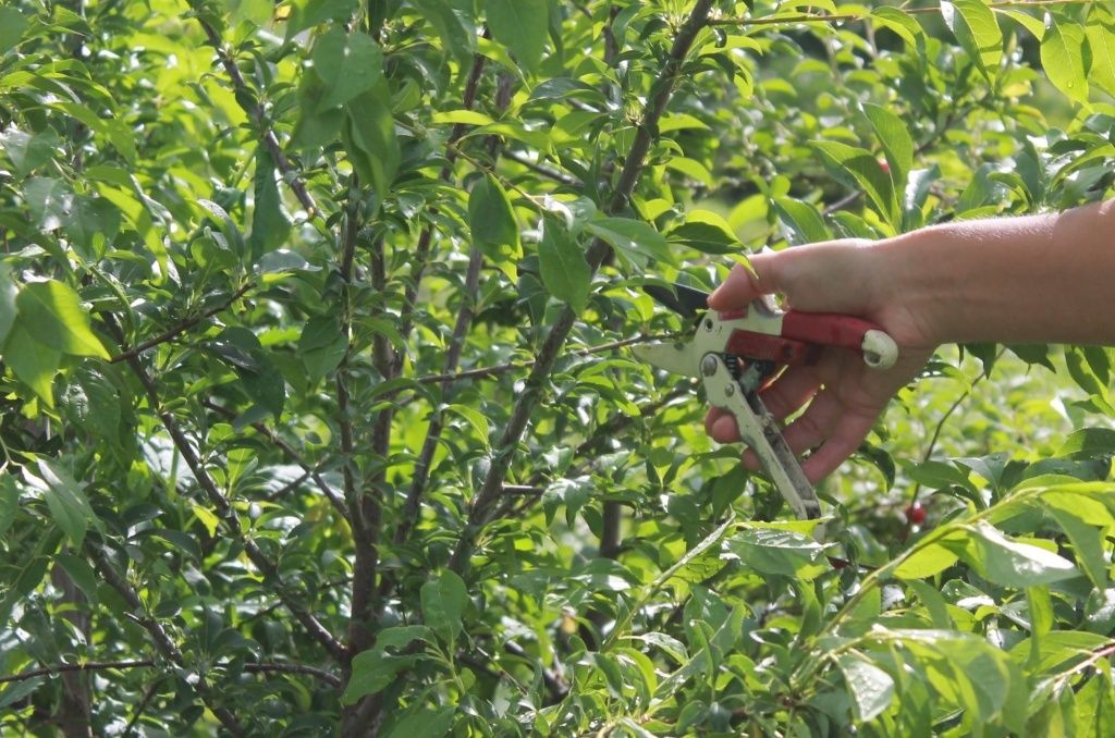 ������ ������� �������� ��������: ����� � ��� ���������?