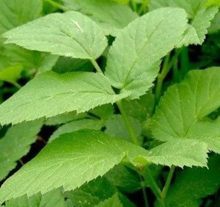 Сныть: об удивительных свойствах этой травы