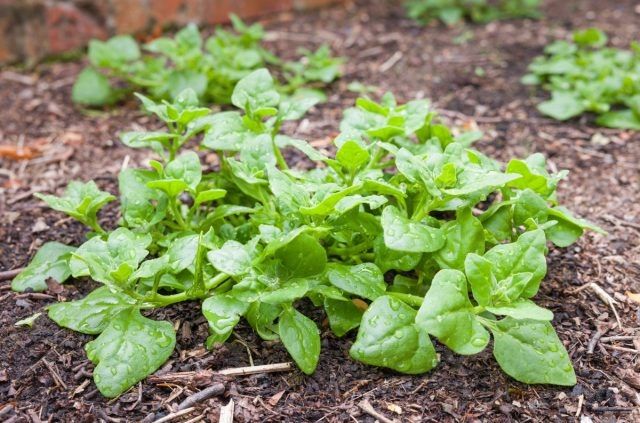 ������������ �������: �� ����������� �� ���������