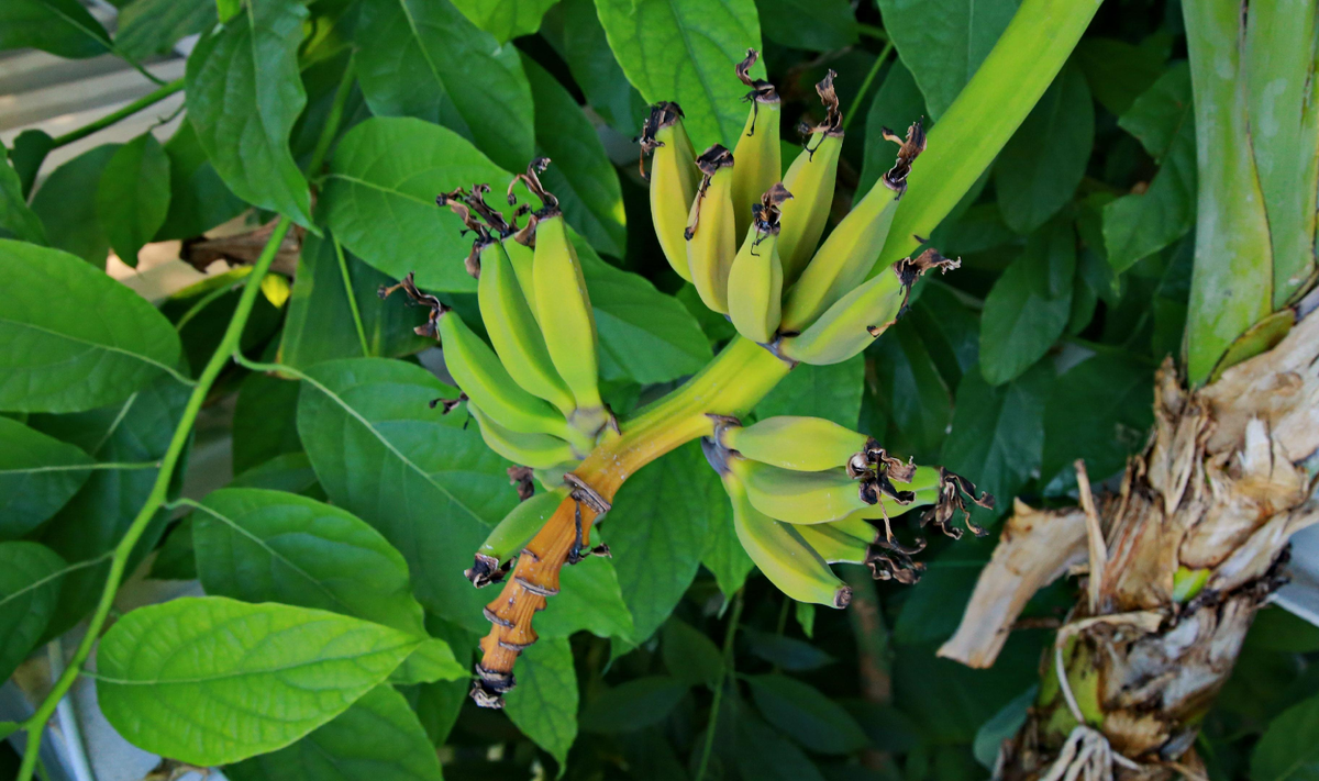 Как овощи и фрукты могут поднять настроение: советы минздрава