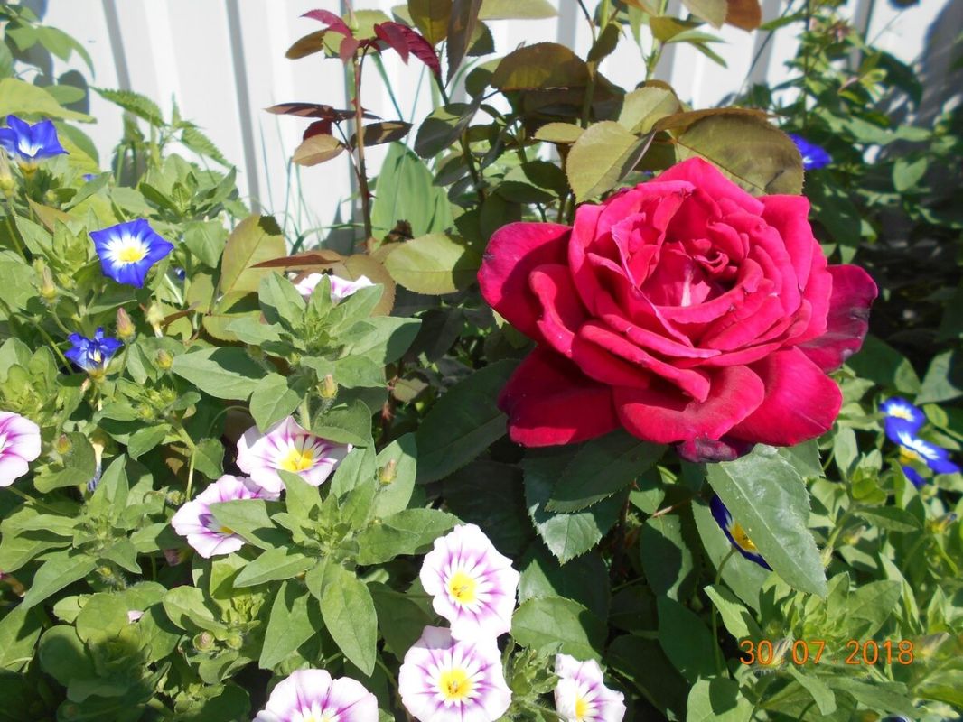 ������ ������� �������� ��� � ���������: ���������, ������� ������ ������