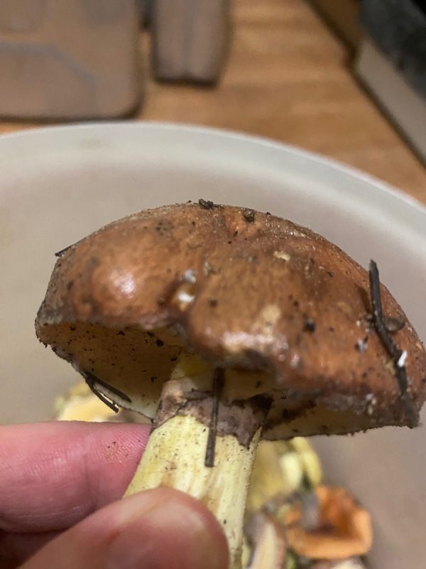 ������� ��������: ��� ����������� ������������ �����