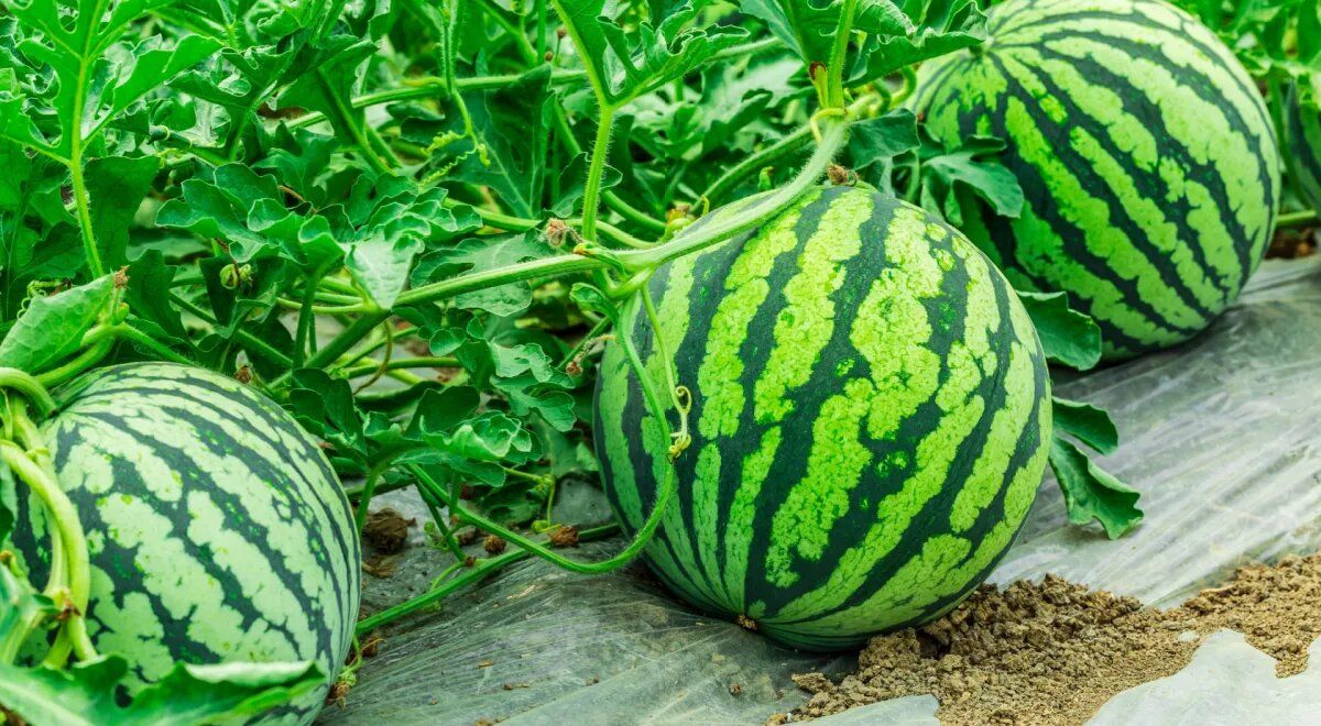 �������� ������: ���������� �� � ��������� ������� �����?