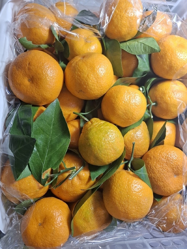 На Урале зафиксирован рекордный импорт мандаринов к Новому году