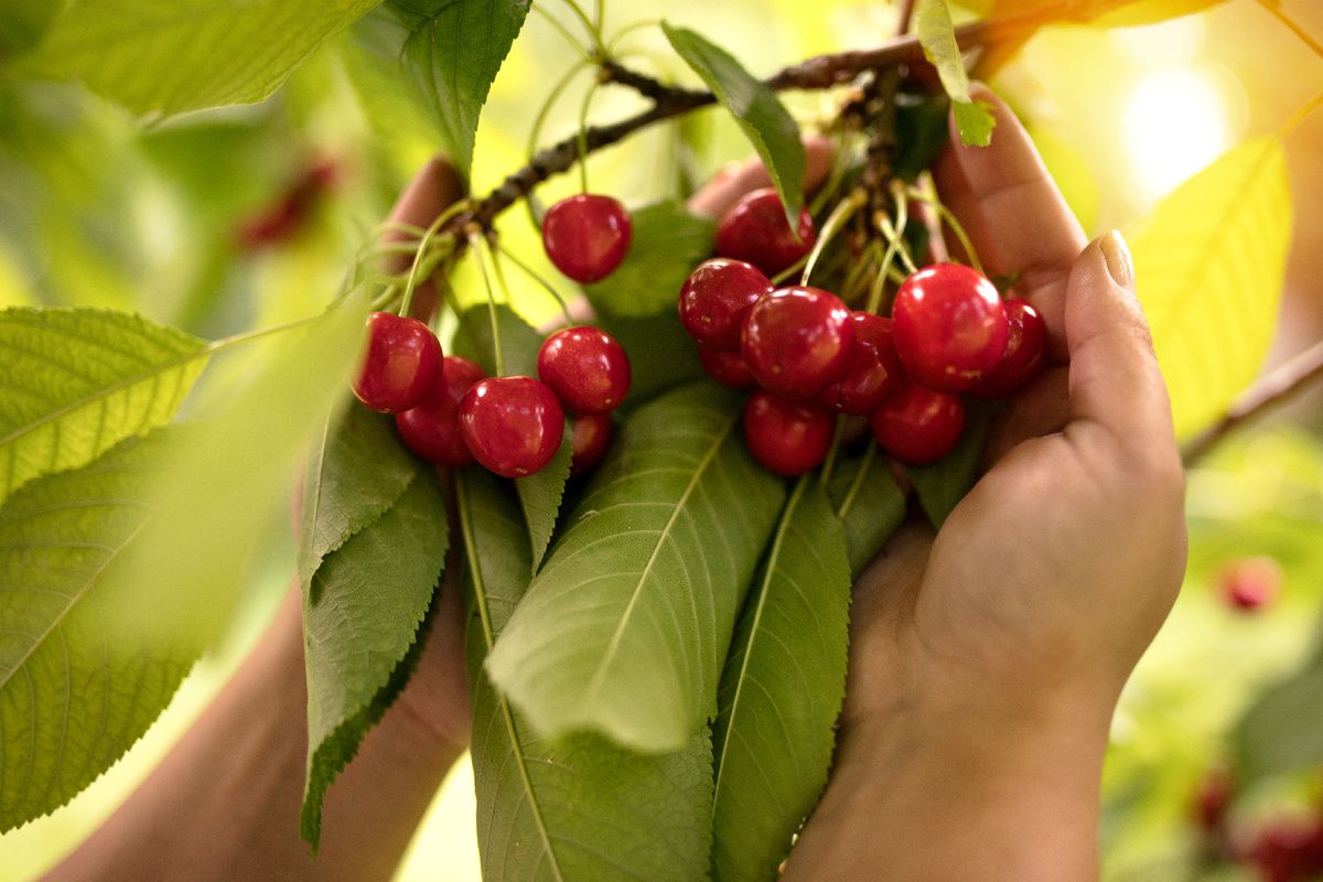 ������� ��������� �������: ��� ���������� ������ �� ��� ����� ���