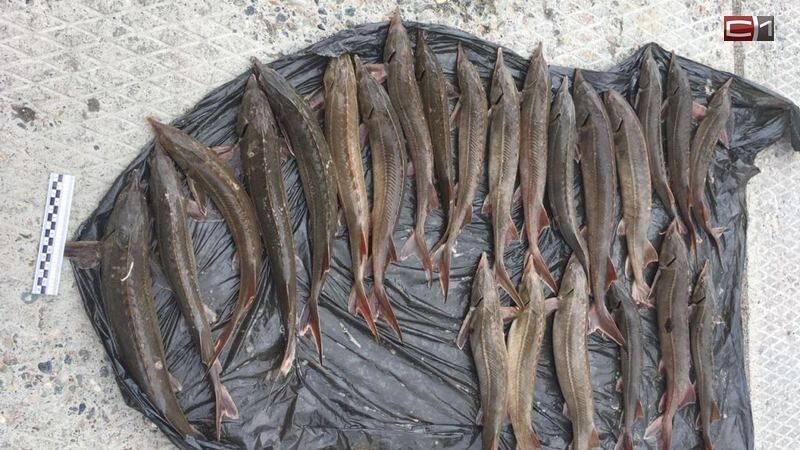 ������������� ��� �������: ������ �� ���������� ����� ����