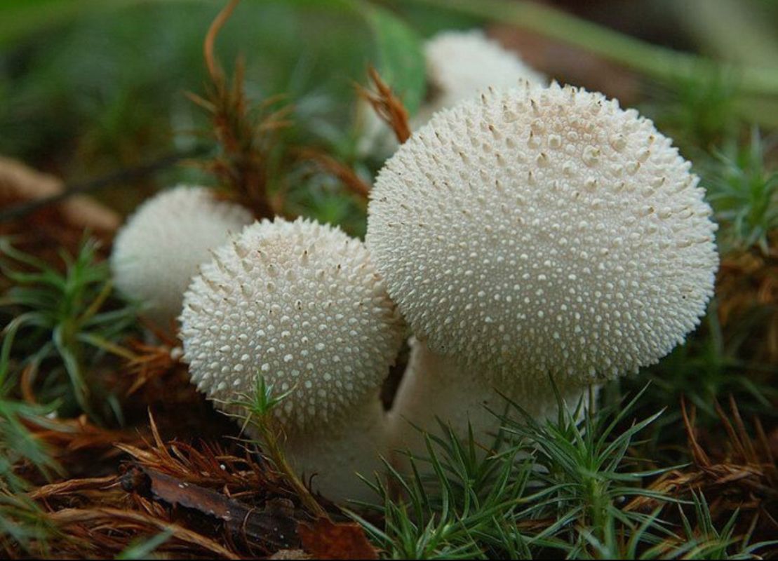 ����-���������: ������������ ���� '����������� ������'