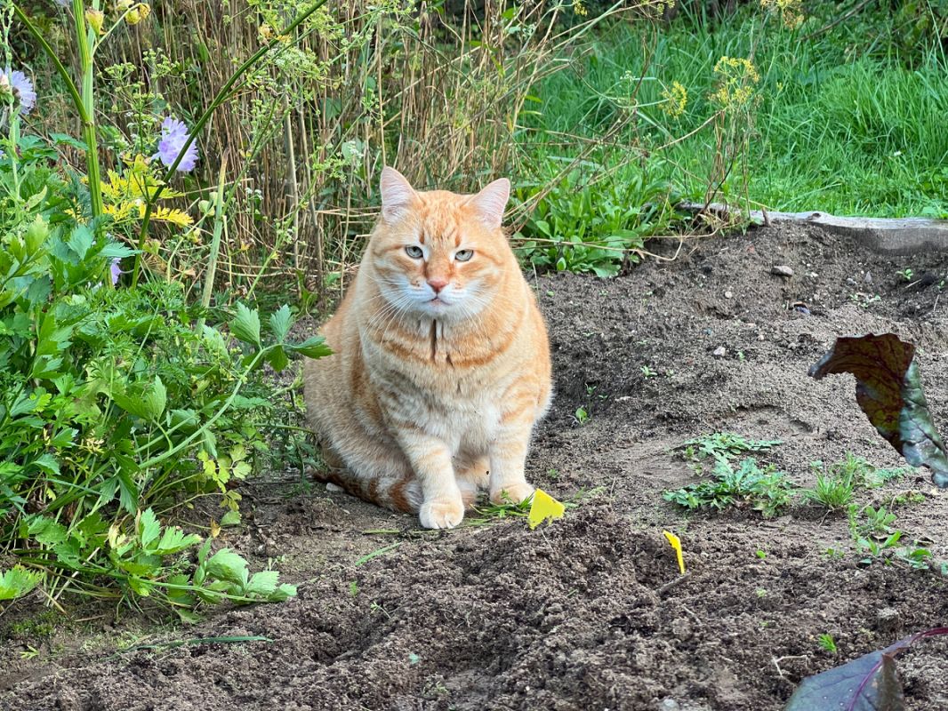 ������� ����� �� ��������: ��������� ���� � ����������� �������