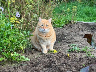 ������� ����� �� ��������: ��������� ���� � ����������� �������