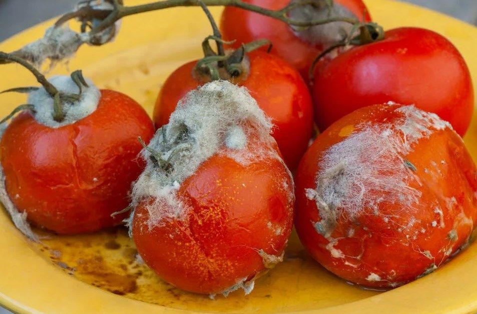 ������ ��������: ��� ��� ����� ����� ������ ���������� � ���������