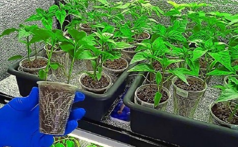 Новый метод посадки перца: увеличиваем урожай и удивляем соседей