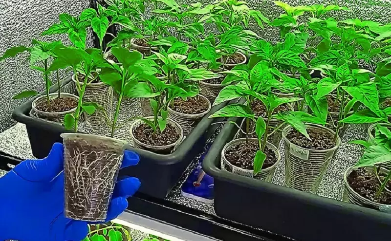 Новый метод посадки перца: увеличиваем урожай и удивляем соседей