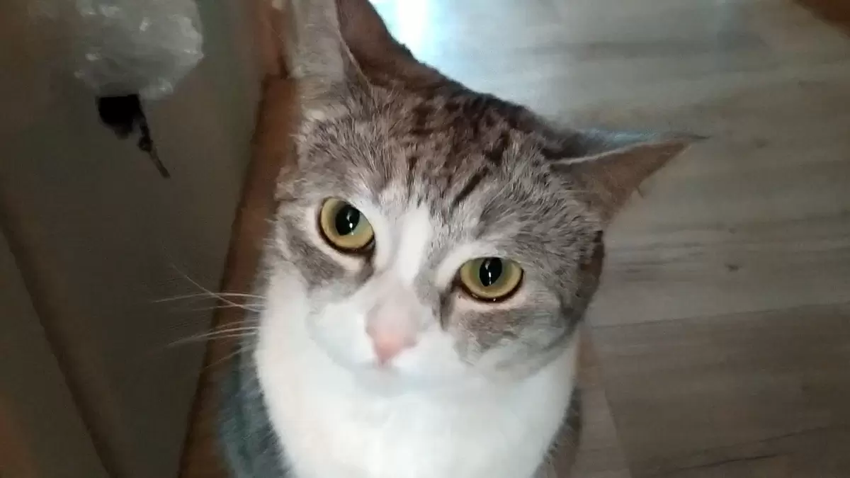 Как коты требуют свои права на угощение