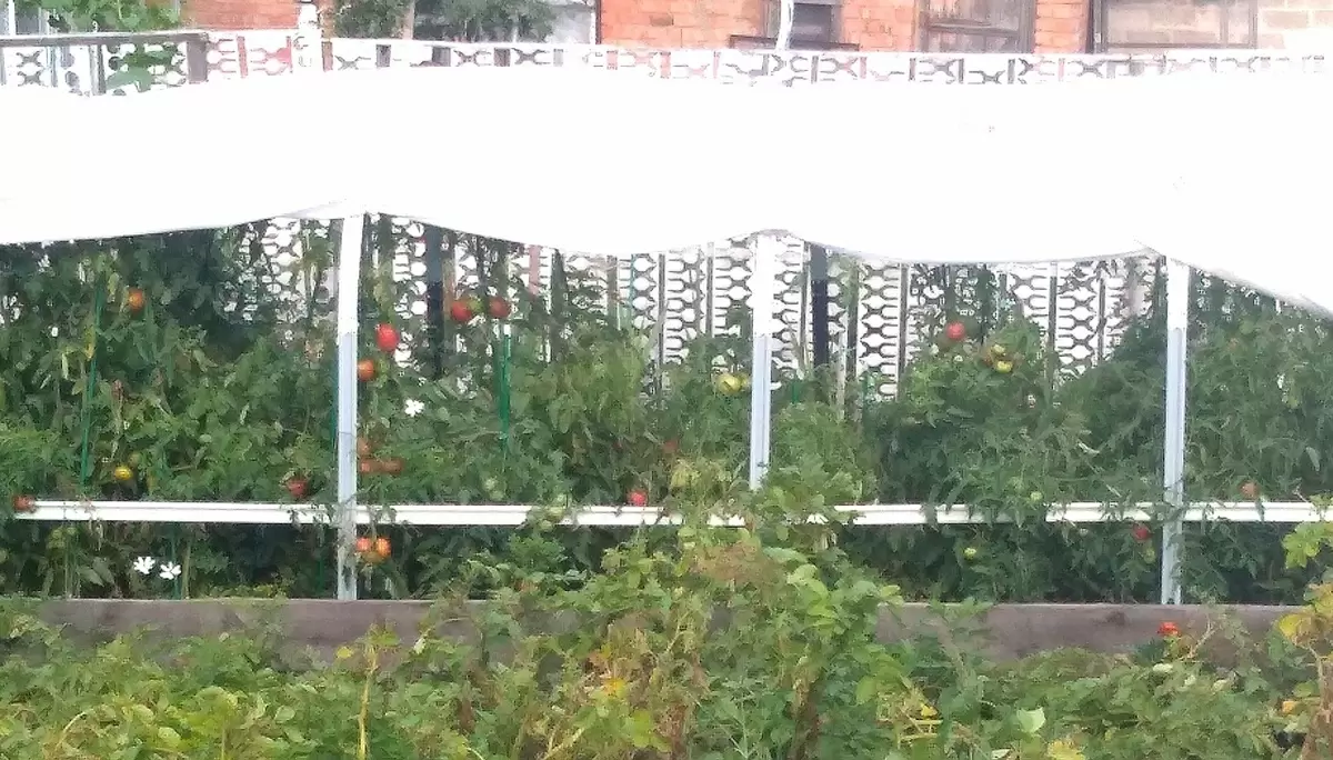 Легкий способ маринования помидоров, который предотвратит взрывы банок