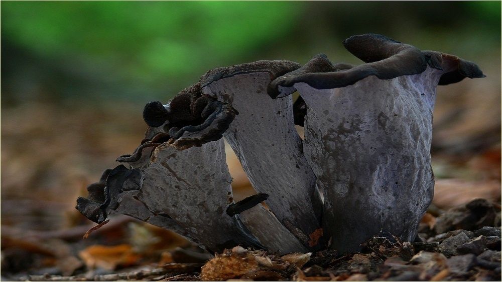 ������ ����� �� �����: ������ ������� � ������� ��������� ����� ������ ��������� ���������