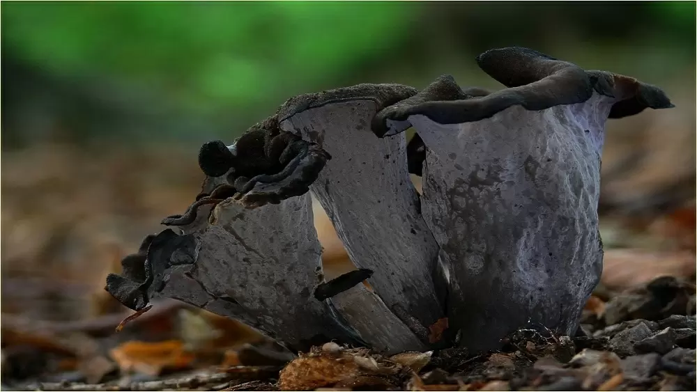 Редкие грибы на Урале: черные лисички и болетин азиатский стали новыми находками грибников