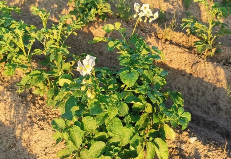 ���-�����������: ���� � ��������� ������ ���������