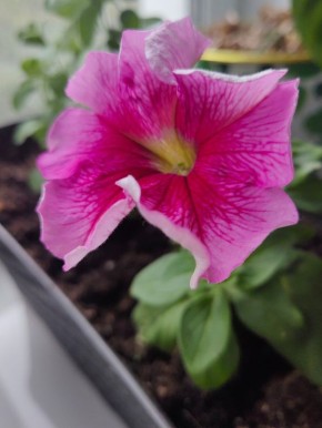 Разочарование в пельменях: Мурманск, мама и магазин "Пятёрочка"