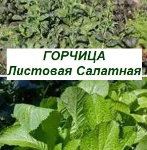 Листовая горчица: богатство витаминов в каждом листике