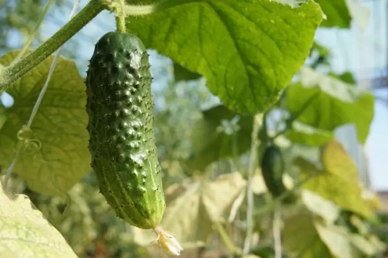 Советы по хранению огурцов для длительной свежести